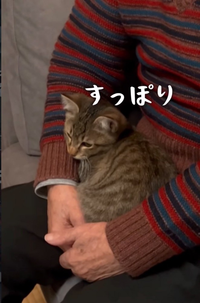 抱っこされる子猫