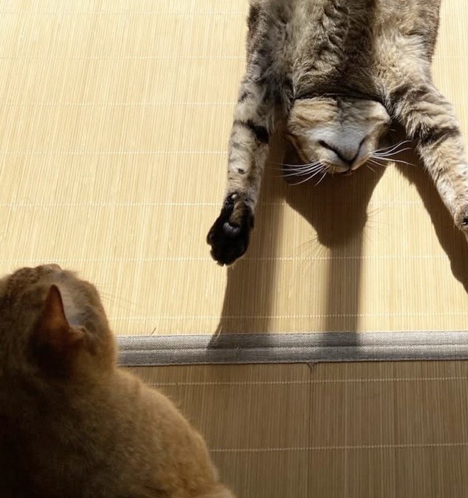 仰向けで眠るキジトラ猫のそばに歩いてきた茶トラ猫