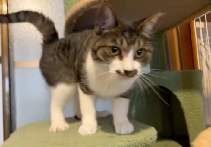 近づいてくる猫