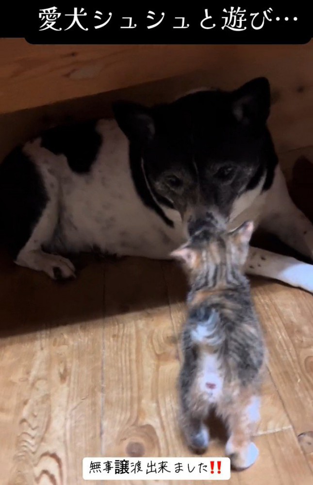 犬に近づく子猫