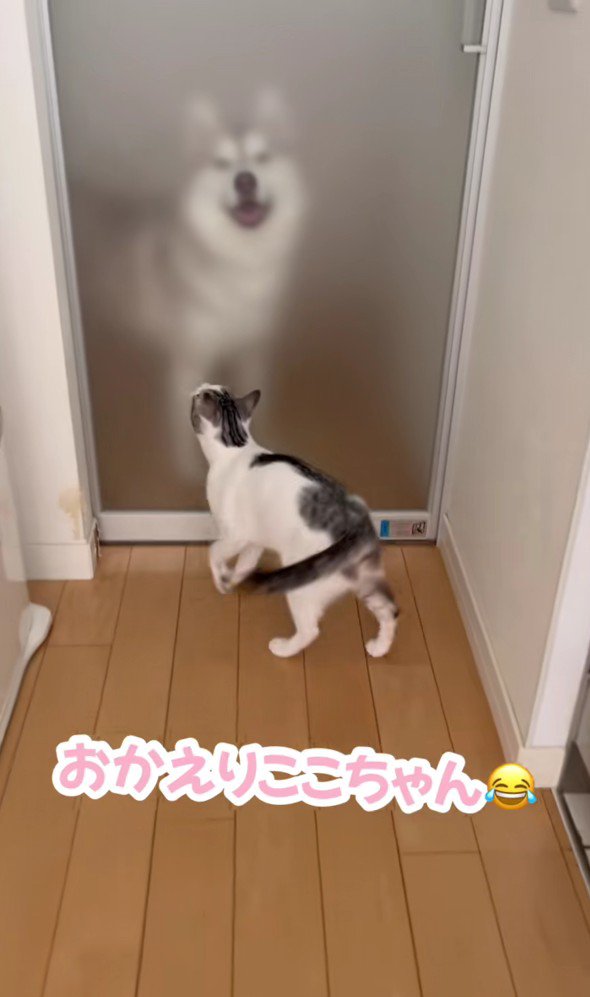 ハスキーを迎える猫