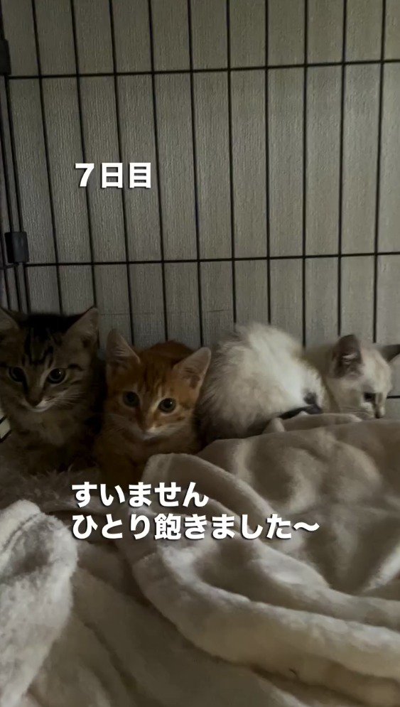 ケージの中に並ぶ3匹の子猫