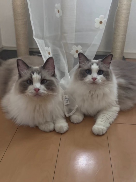 並んでカメラ目線の2匹の猫