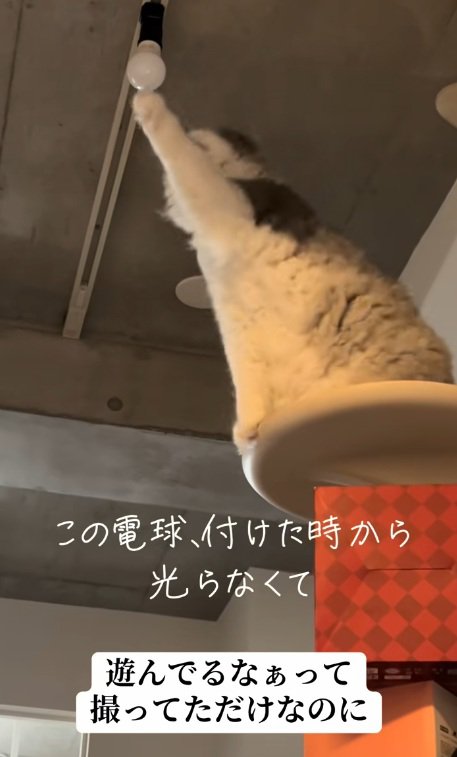 電球にさわる猫