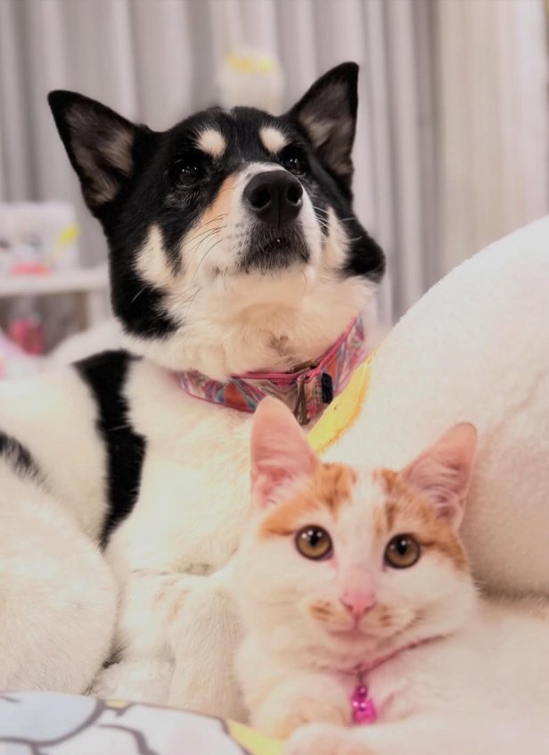 寄り添っている犬と猫