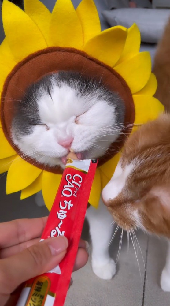 飼い主からおやつを貰うハチワレ猫を近くで見つめる茶白猫