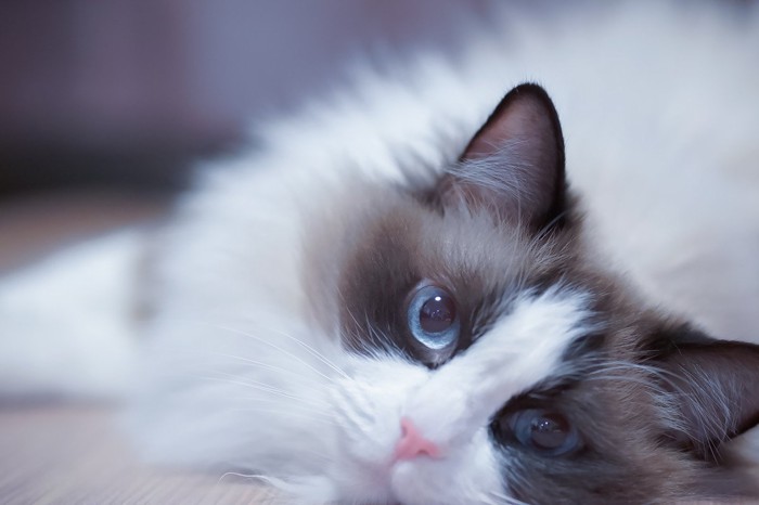 横になるラグドール