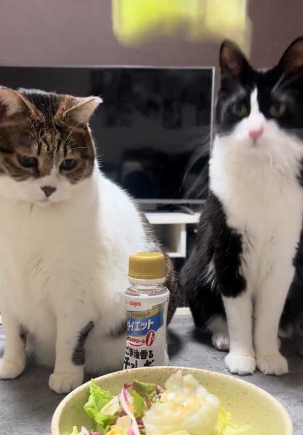 目線で追えていないタヌキちゃん