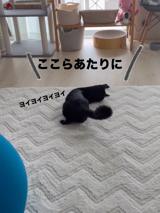 カメラにお尻を向けて寝そべる猫