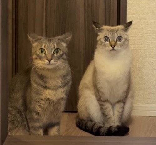耳を倒して飼い主を見つめる2頭の猫