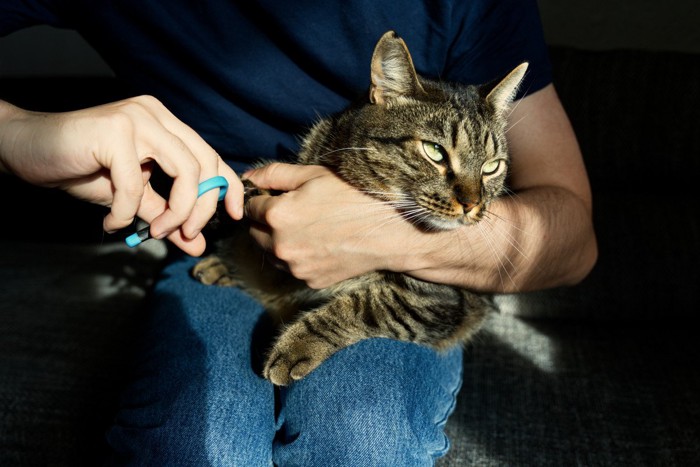 爪切りに耐える猫