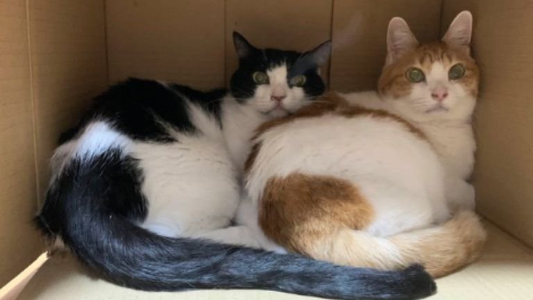 段ボールにいる猫たち