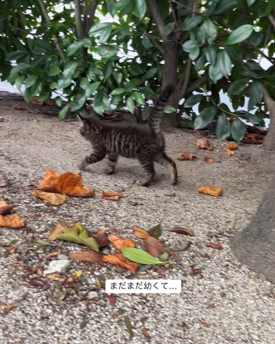 歩く子猫の後ろ姿