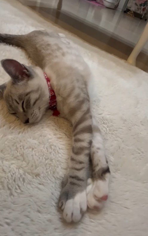 床の上で眠る猫