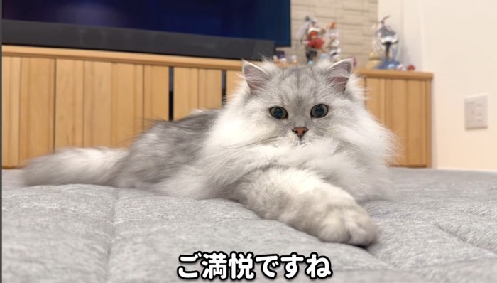 手を伸ばす猫