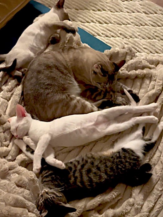 先住猫の周りでのびのびと寝ている3匹の子猫