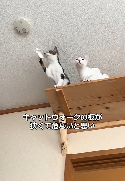 火災報知器に手を伸ばす猫