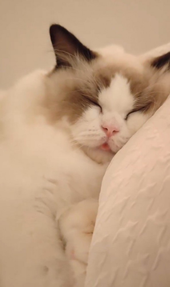 舌を出して眠る猫