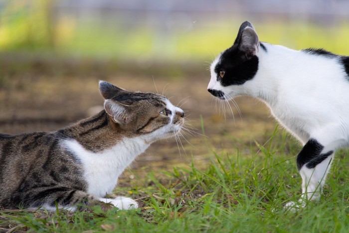 見つめ合う猫
