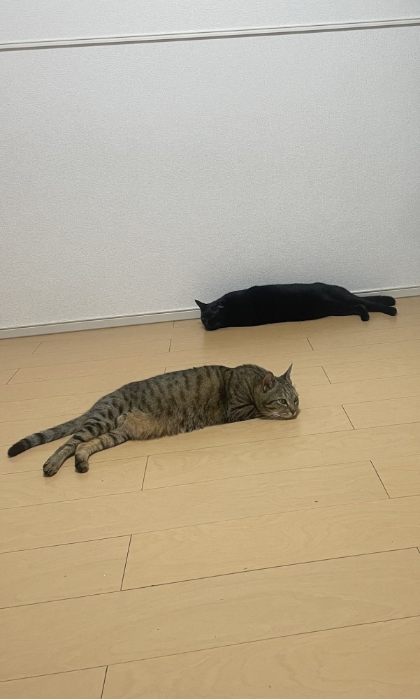 床でリラックスする2匹の猫