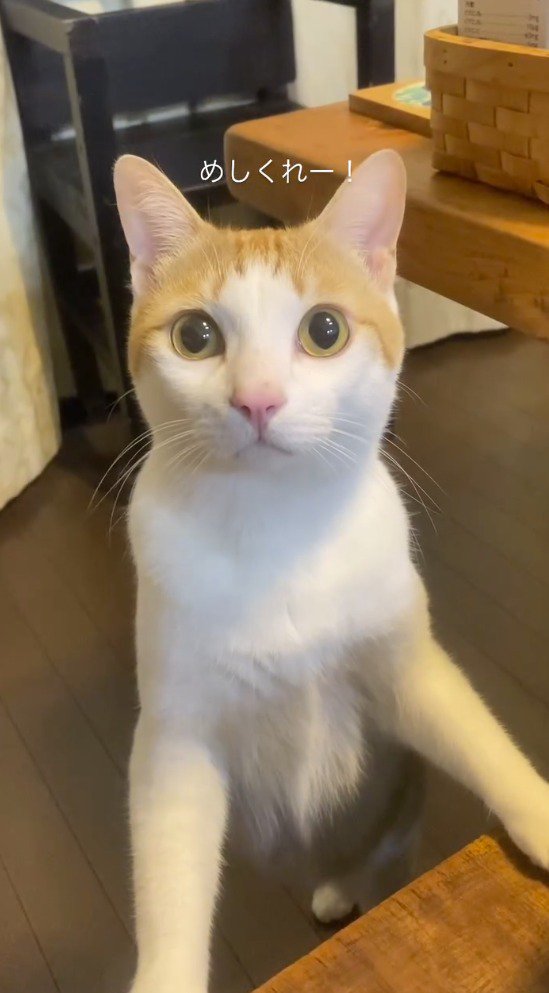 テーブルに前足をかけて、飼い主を見つめる猫