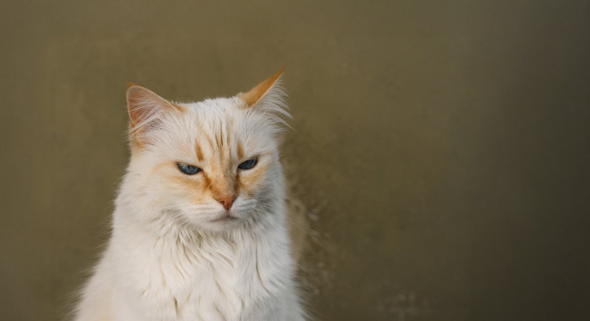 無関心な表情をした美しい白いペルシャ猫