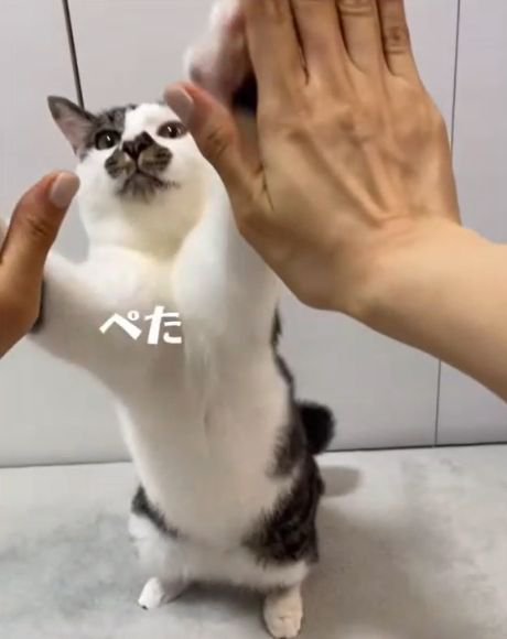 両前足を上げて人の両手に触れる猫