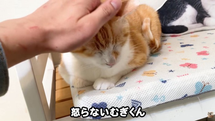 テロップ「怒らないむぎくん」