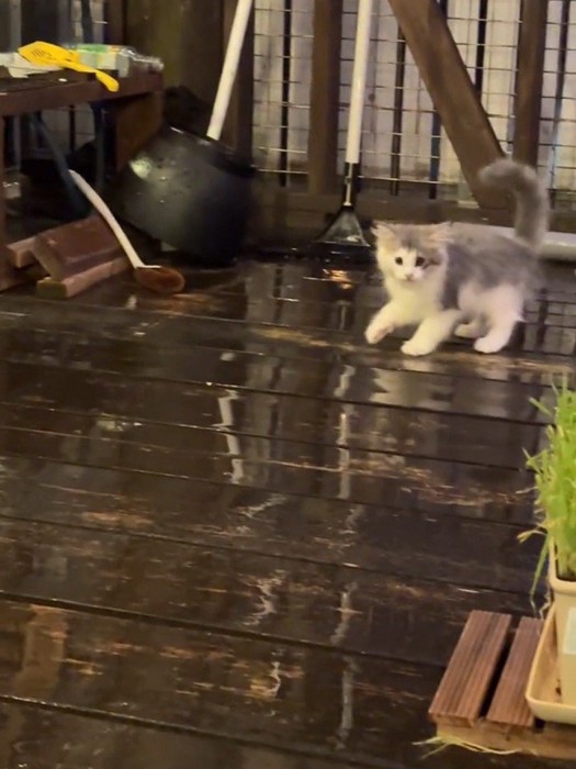 濡れたウッドデッキを歩く子猫