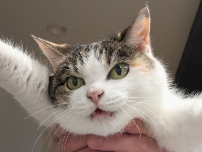 怒った三毛猫の顔のアップ