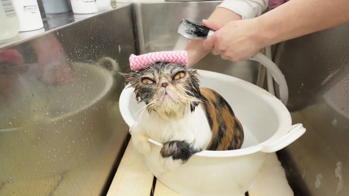 頭にタオルを乗せた猫