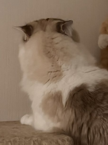 先輩猫の後ろ姿