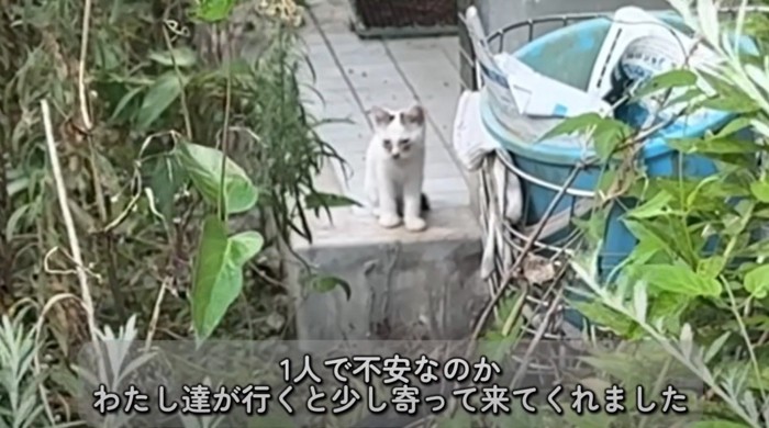 空き家の前に座る白い子猫