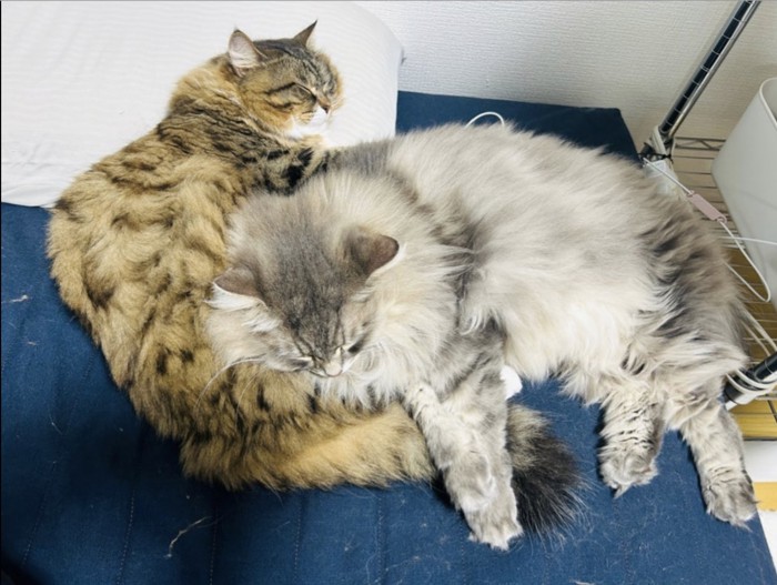 茶色の猫の上にシルバーの猫が頭を乗せて寝ている