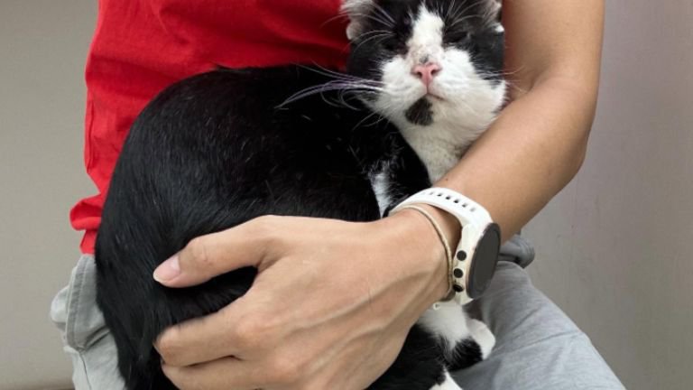 抱かれている猫