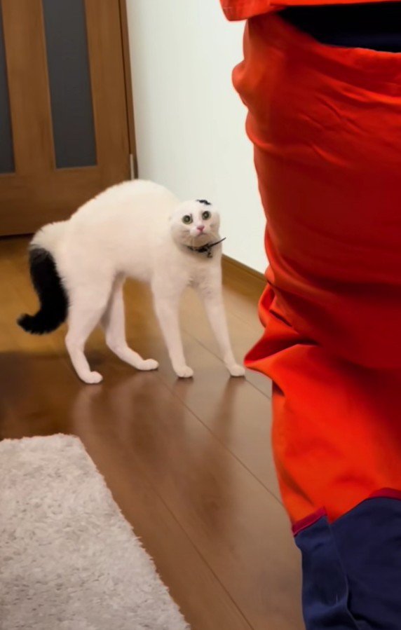 警戒しているハクちゃん