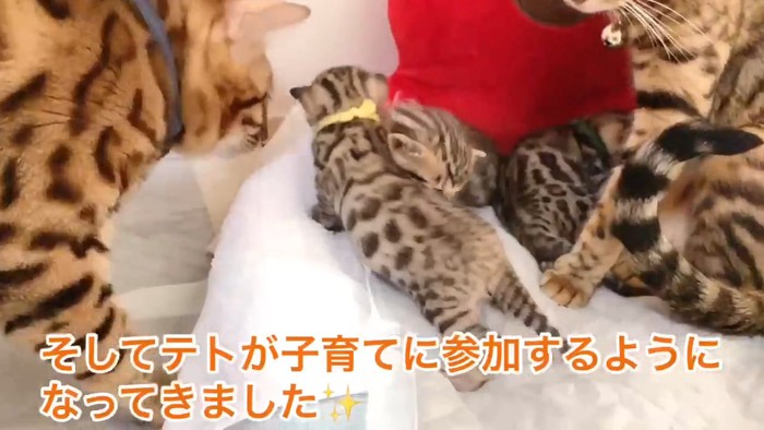 子猫に近づく成猫