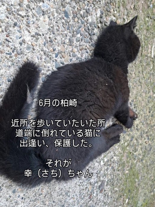 倒れている猫
