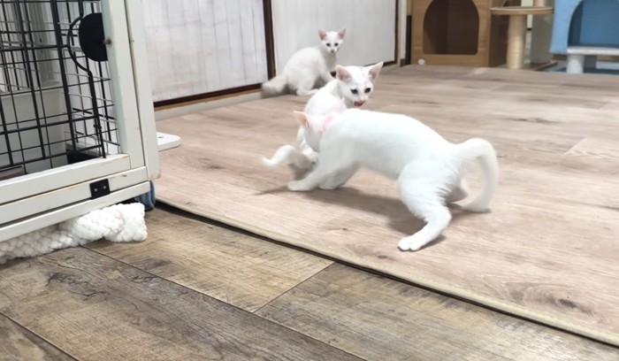 3匹で遊ぶ猫