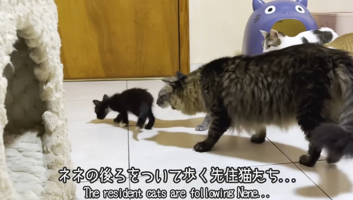 子猫のあとをついて歩く猫達