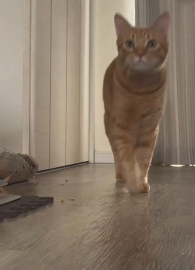 飼い主さんを迎えにいく猫