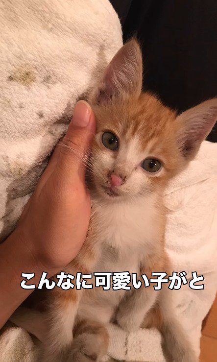 手に包み込まれる猫
