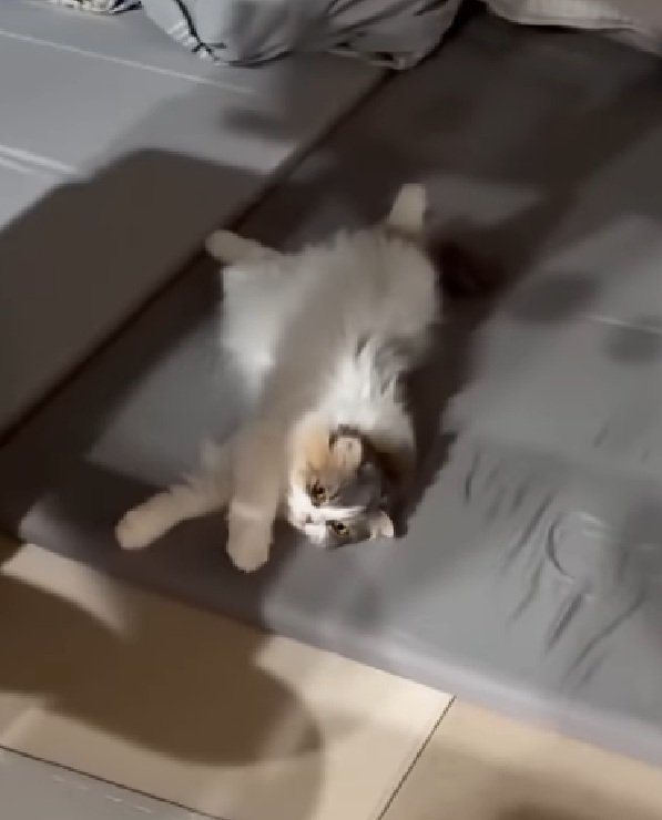 伸びをする猫