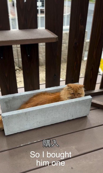 U字の溝でくつろぐ猫