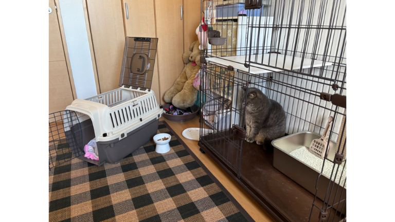 ケージの中にいる猫