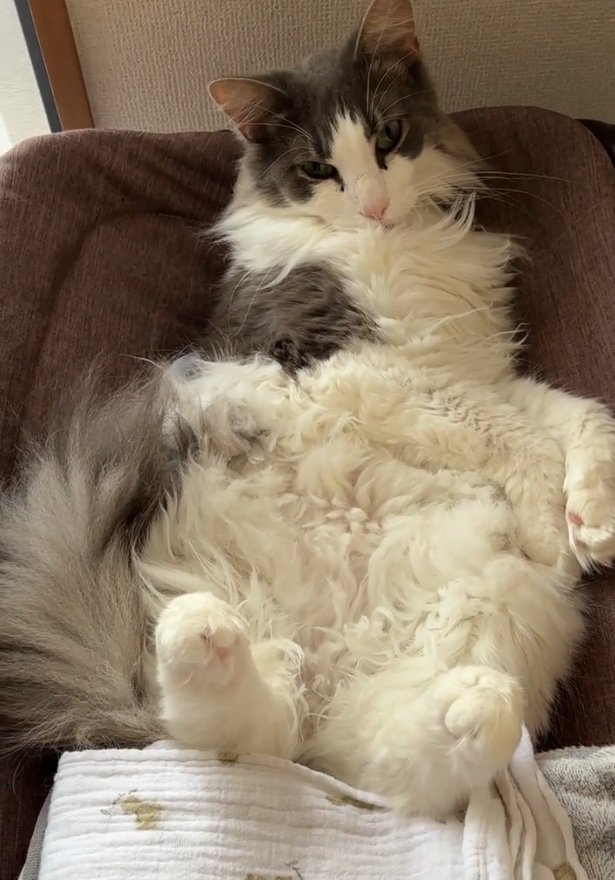 くつろぐサチちゃん