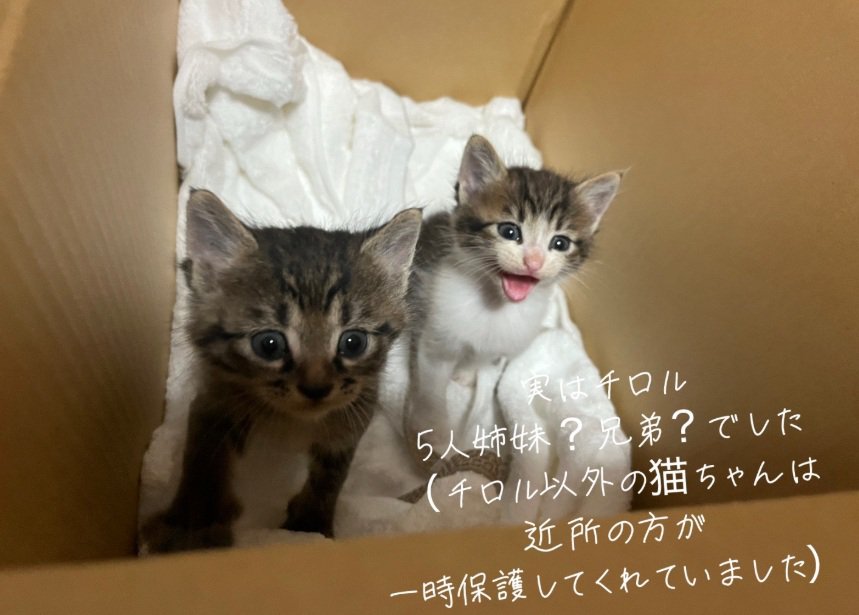 段ボールの中にいる2匹の子猫