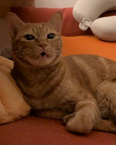 不機嫌そうに鳴く猫