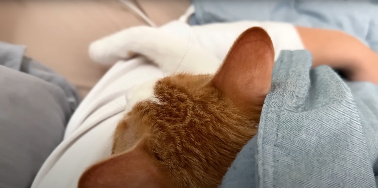 熟睡する2匹の猫