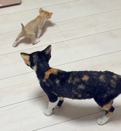 マイペースに後を追う赤ちゃん猫と見守る成猫